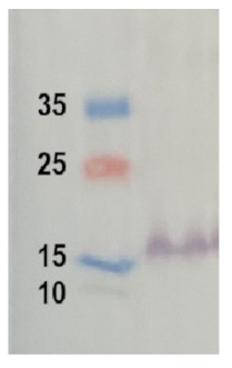 Western blot using anti-algal RbcS antibodies